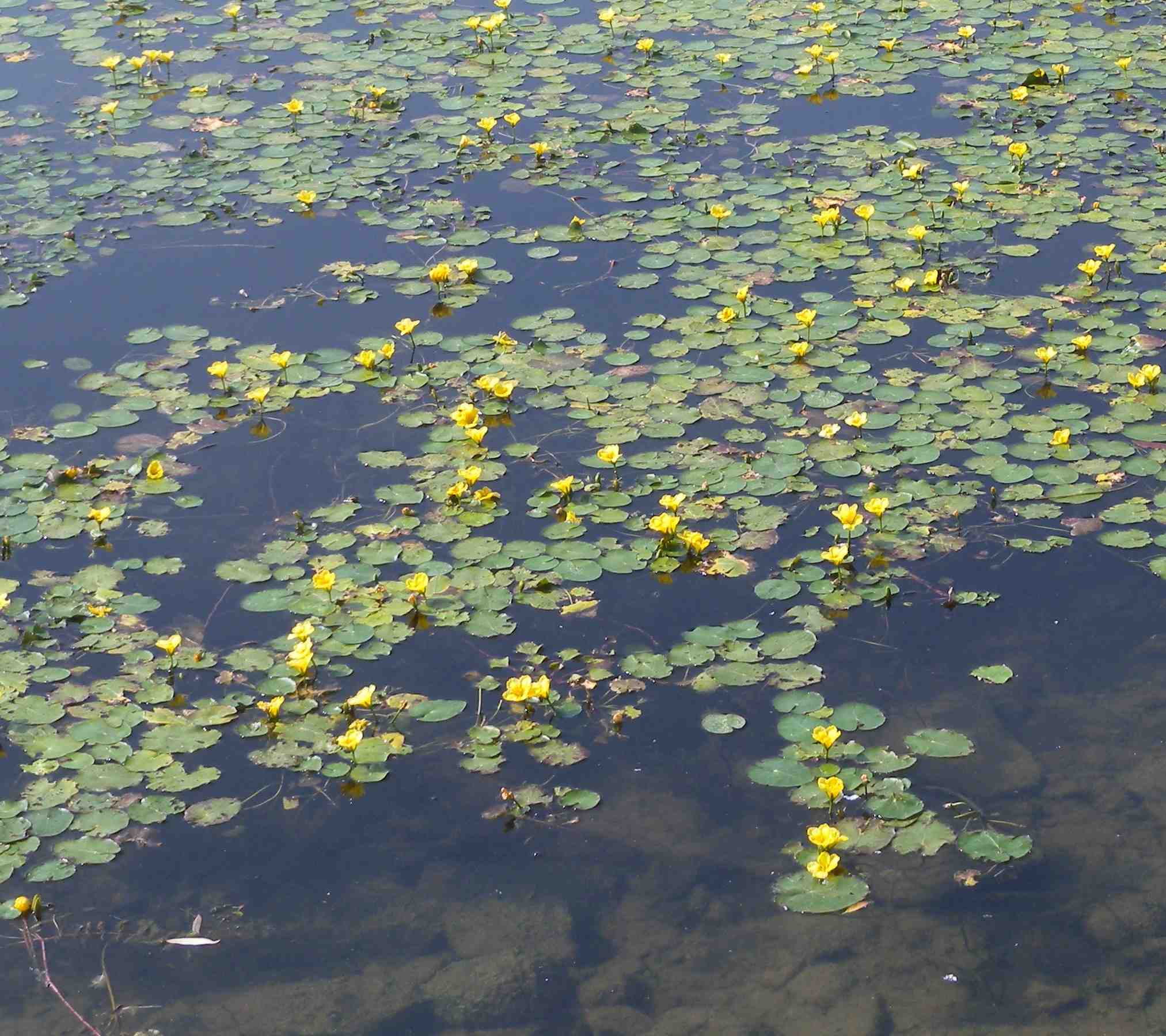 Nymphoides peltata / Limnantemio